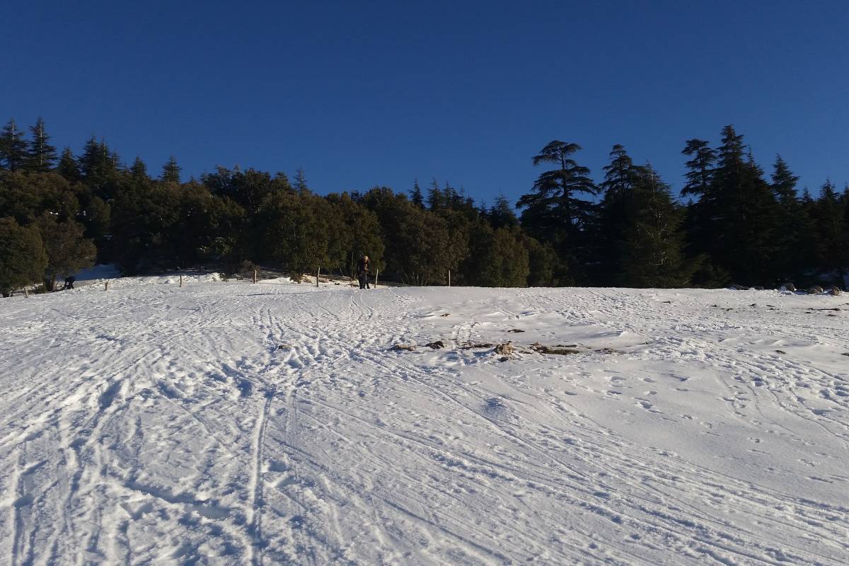 Fez to Ifrane & Azrou: Cedars, Lakes & Monkeys